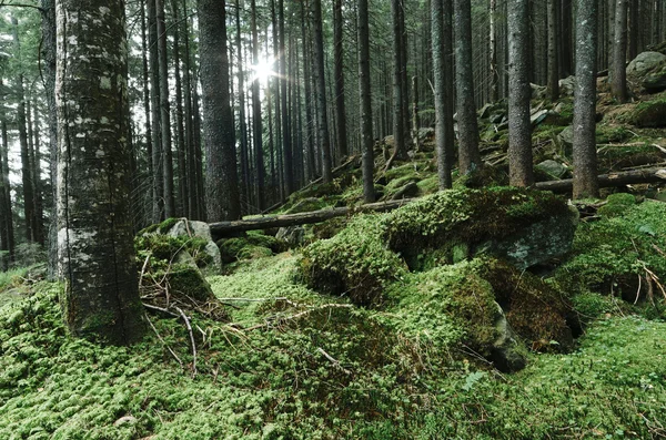 Lesní krajina — Stock fotografie