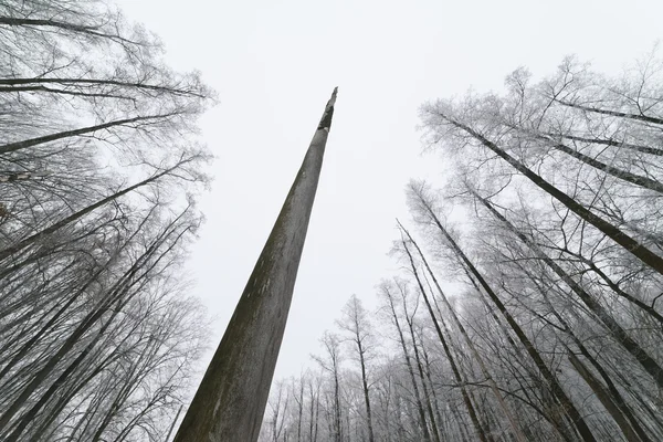 Árvore morta na floresta — Fotografia de Stock