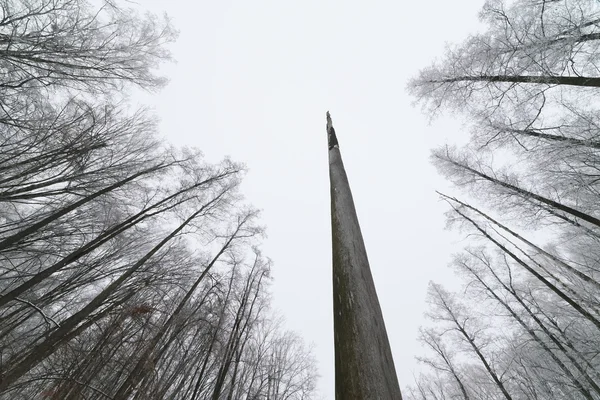 Tronco de uma árvore morta — Fotografia de Stock