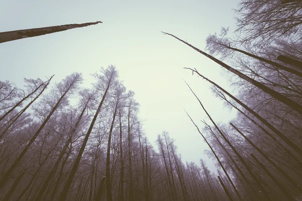 Wald mit trockenen Bäumen — Stockfoto