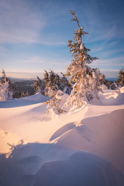 Sneeuwvlokken in een winterbos — Stockfoto