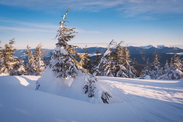 Çam ağaçları içinde snowdrifts — Stok fotoğraf