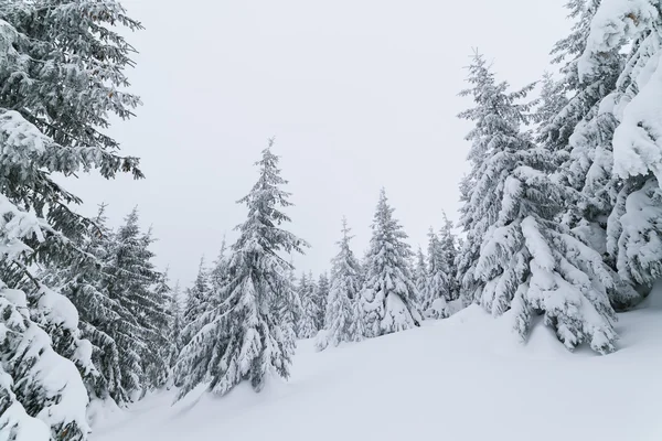 Paesaggio invernale grigio nella foresta — Foto Stock