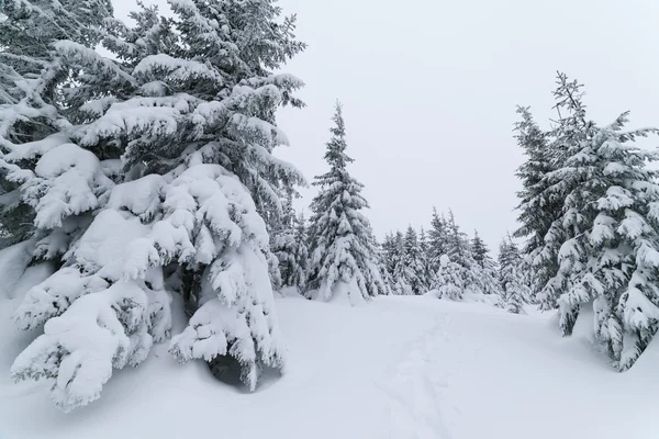 Camino en el bosque de invierno —  Fotos de Stock