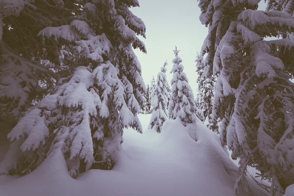 Floresta de inverno com derivas de neve — Fotografia de Stock