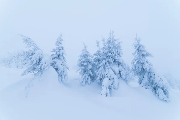 Kerst verhaal in het bos — Stockfoto