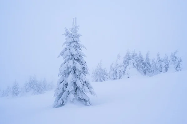 Karlı köknar ağacı — Stok fotoğraf