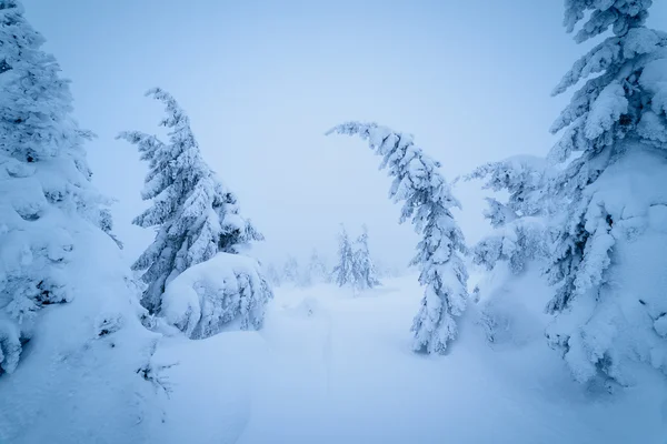 Conto de fadas paisagem de inverno — Fotografia de Stock