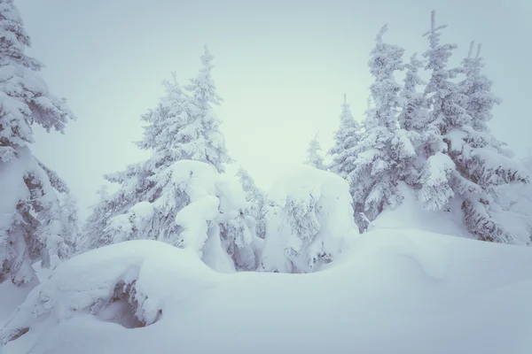 Schneeverwehungen im Winterwald — Stockfoto