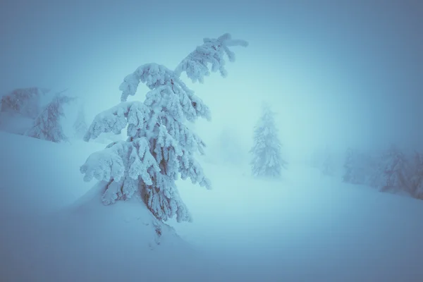 Snöig gran — Stockfoto