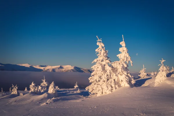 雪覆盖在山的杉木树 — 图库照片