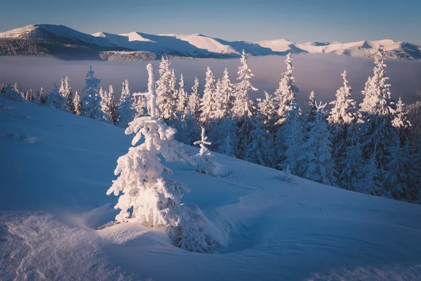 Zimowy krajobraz słonecznej mroźny poranek — Zdjęcie stockowe