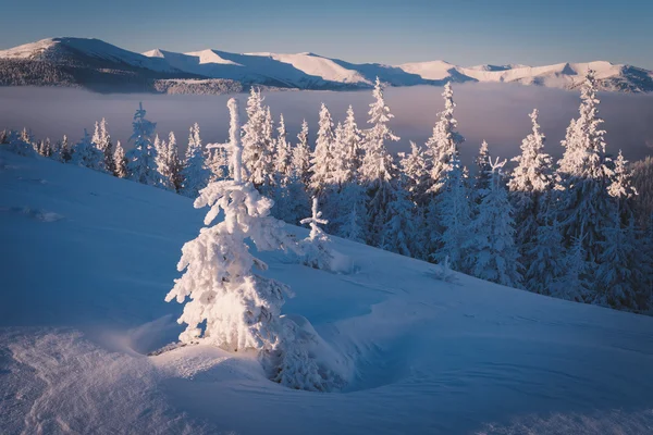 Winter landscape solar frosty morning — Stock Photo, Image