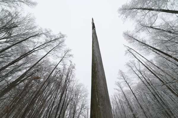 Paisagem florestal com árvores mortas — Fotografia de Stock