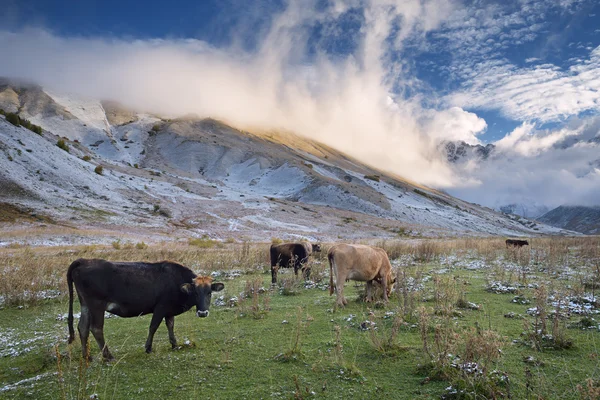 Cows in the mountains — Stock Photo, Image