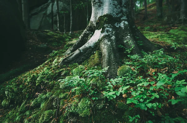 Sommerlandschaft im Wald — Stockfoto