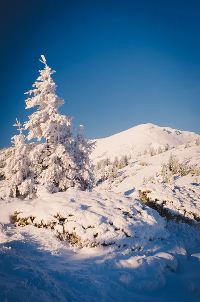 Kerstmis weergave in de bergen — Stockfoto