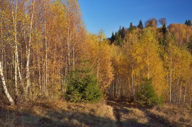 Huş ağacı orman dağlarında