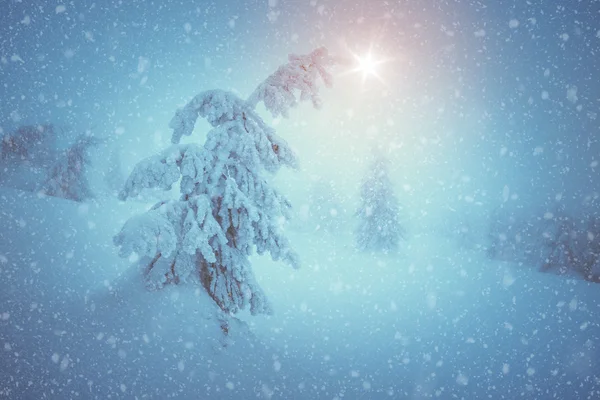 Snowy fir tree — Stock Photo, Image