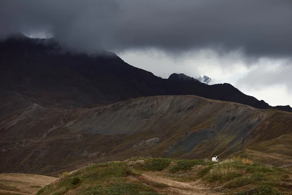 Cow in the mountains — Stock Photo, Image