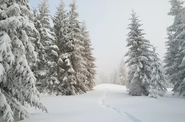 Winterlandschaft im Wald — Stockfoto