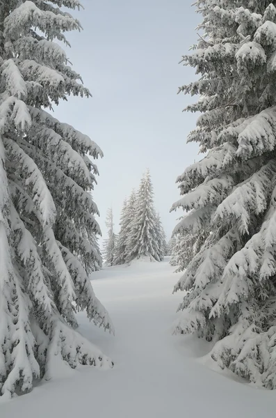 Winterlandschaft im Wald — Stockfoto