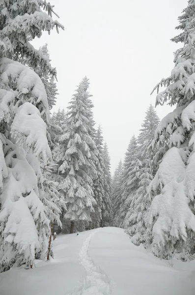 Paysage hivernal dans la forêt d'épinettes — Photo