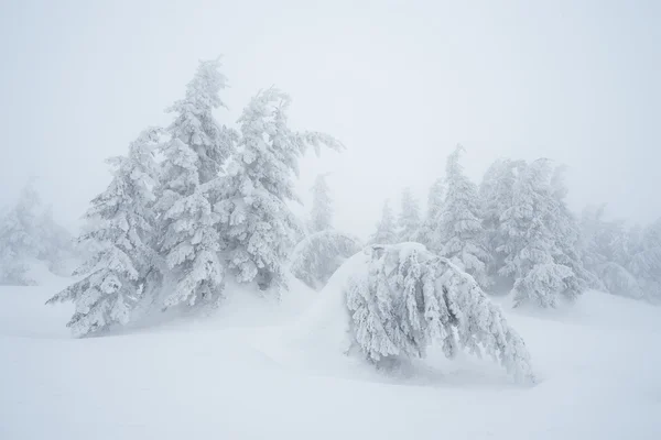 Jodły w śniegu — Zdjęcie stockowe