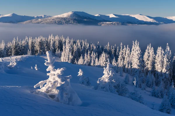 Paisaje invernal en un bosque de montaña — Foto de Stock