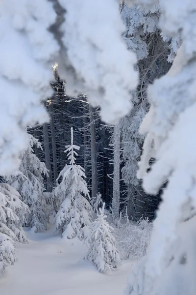 Kerst bos met sneeuw — Stockfoto