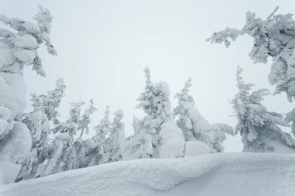 Fata foresta invernale — Foto Stock