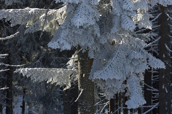 Winter in vuren bos — Stockfoto