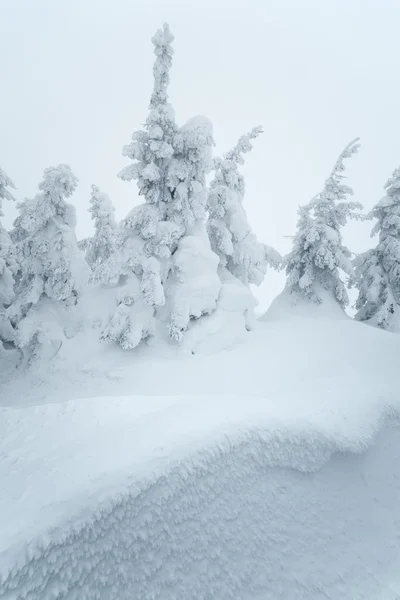 Snow drifts in forest — Stock Photo, Image