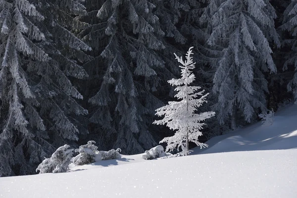 Christmas tree in snow — Stock Photo, Image