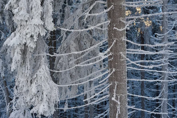 Bosque de invierno en la nieve —  Fotos de Stock