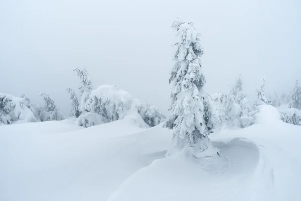Winter in mountain forest — Stock Photo, Image