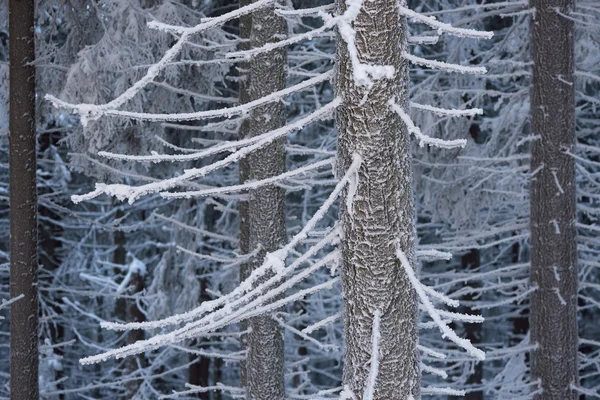 在树林里的冬天 — 图库照片