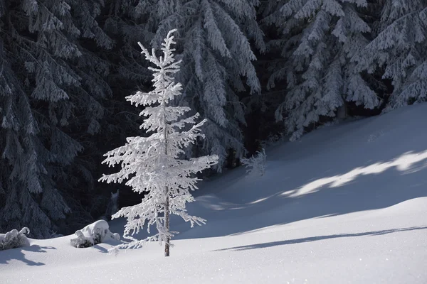 Abeto en la nieve —  Fotos de Stock