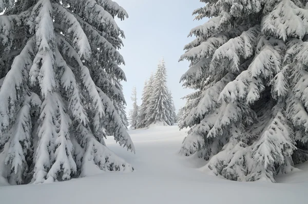 Winterwald im Schnee — Stockfoto