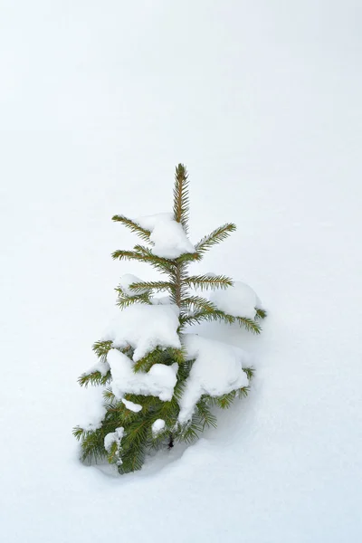 Kleine spar in sneeuw — Stockfoto