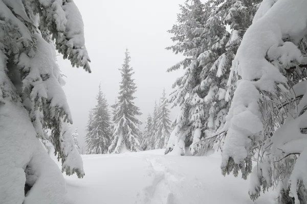 Paisaje navideño en bosque — Foto de Stock