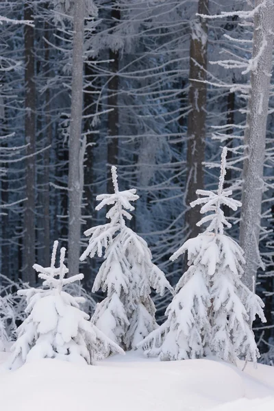 Fantastyczny jodła w zimowym lesie — Zdjęcie stockowe