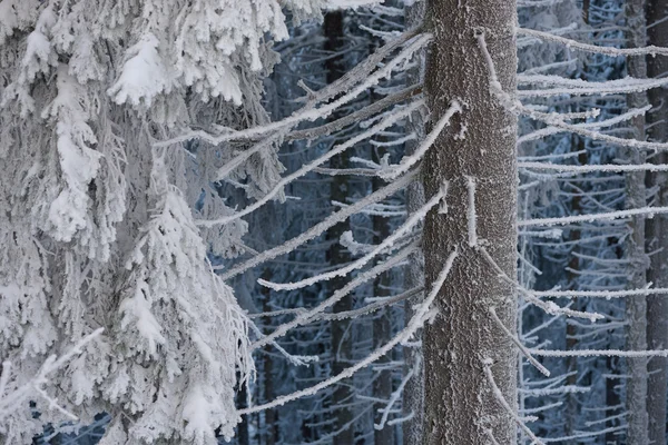 Ветвь ели в снегу — стоковое фото