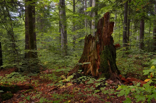 Starym pniu w lesie — Zdjęcie stockowe