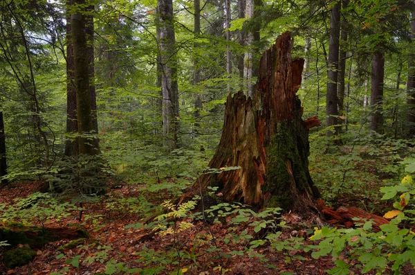 Vecchio ceppo nella foresta — Foto Stock