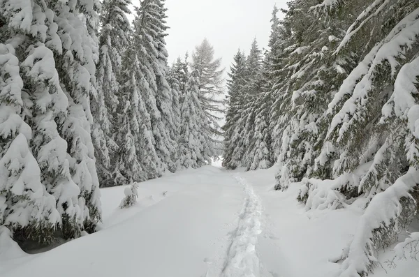 Camino en la nieve en el bosque de invierno —  Fotos de Stock