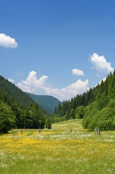 Flower meadow in mountain valley — Stock Photo, Image