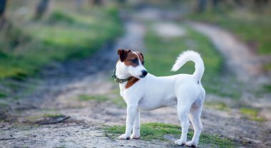 Köpek yolda yürüyor.