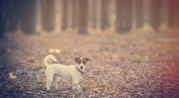 Köpek parkta yürüyor. — Stok fotoğraf