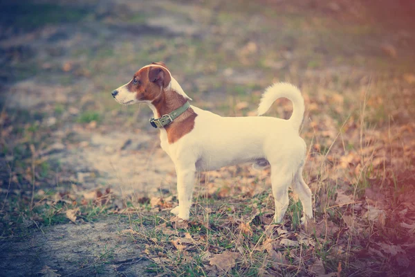 Foto do cão bonito andando no parque — Fotografia de Stock